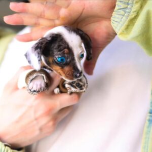 Alice - Piebald Dachshund Female