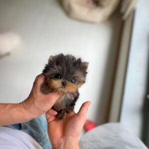 Ashley - Cute Yorkie Female