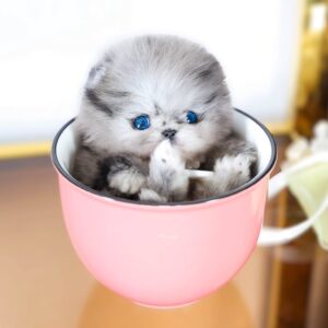 Button - Tiny Pomeranian Male