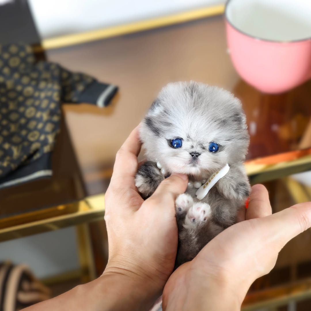 BUTTON - POMERANIAN BLUE MERLE MALE 3 MONTHS 2
