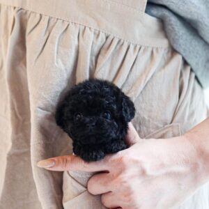 CJ - Black Poodle Male