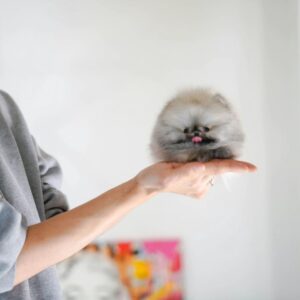 Callie - Fluffy Pomeranian Female