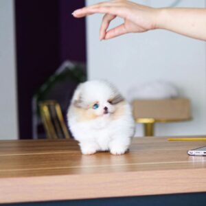 Cloud - Blue Eyes Pomeranian Female