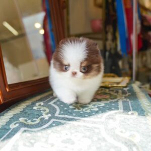 Diamond - Teddy Bear Pomeranian Female