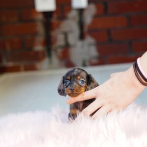 Dobi - Mini Dachshund Male