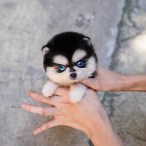 Domino - Blue Eye Pomsky Female