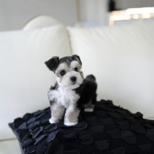 Tiny Mini Schnauzer Female