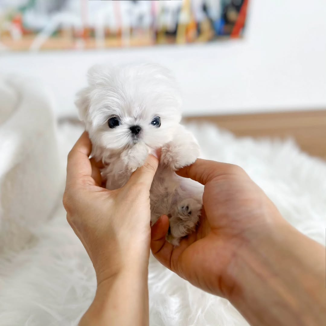 JooJoo - Tiny Maltese Female 2 and a half months old