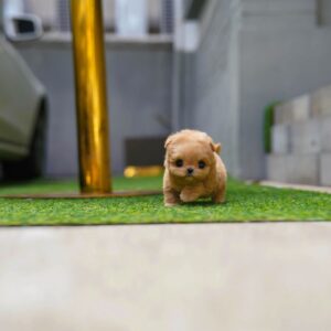 Josh - Adorable Mini Maltipoo Female