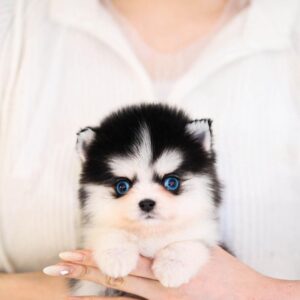 Killian - Top Class Pomsky Female