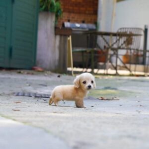 Leon - Mini Dachshunds Male