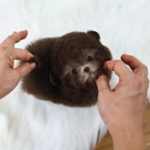 Olivia - Choco Poodle Female
