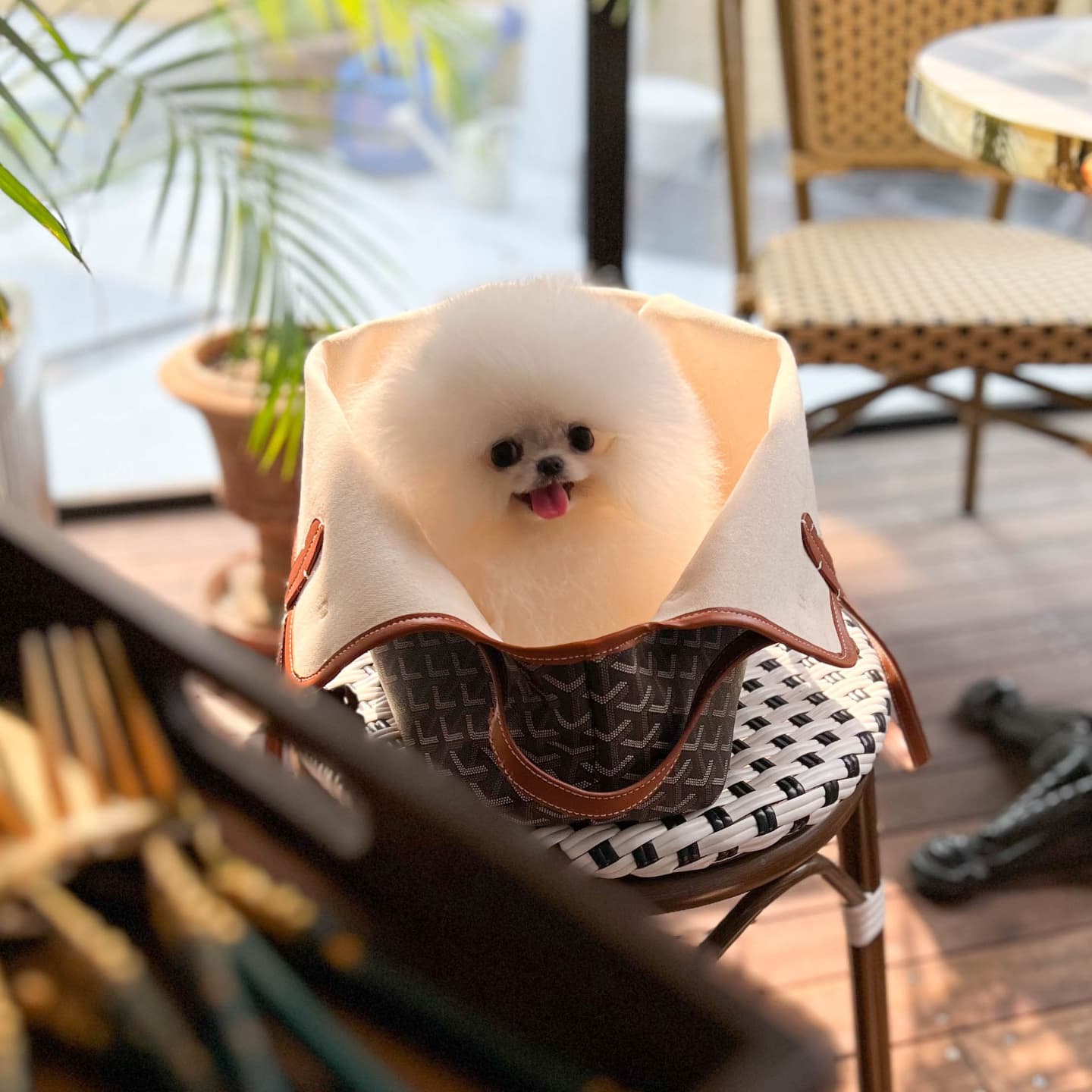 Prime Mini Teacup Puppies