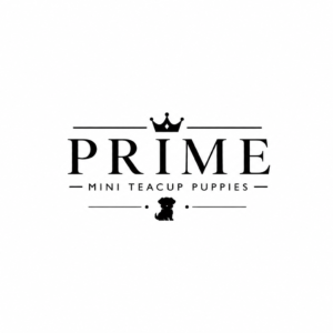 Prime Mini Teacup Puppies Small