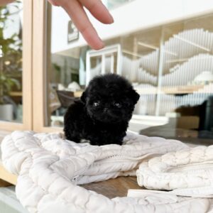 Ray - Black Female Poodle