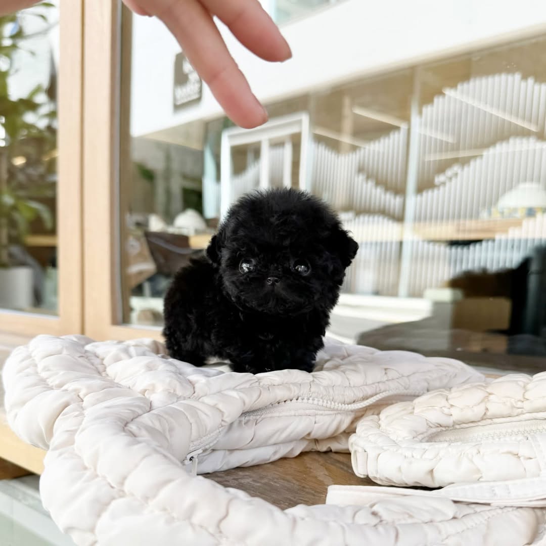 Ray - Black Female Poodle