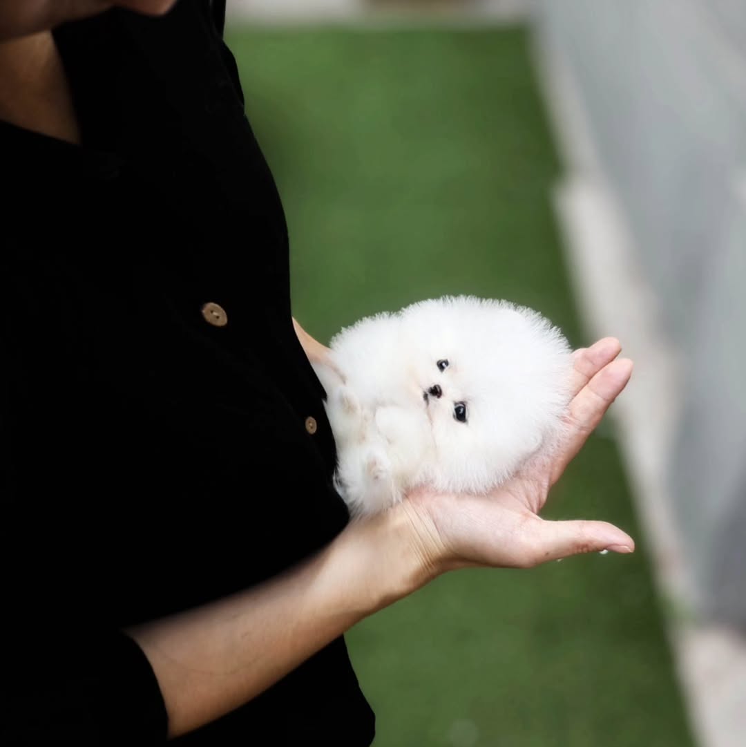 Ria - White Female Pomeranian 3 Months