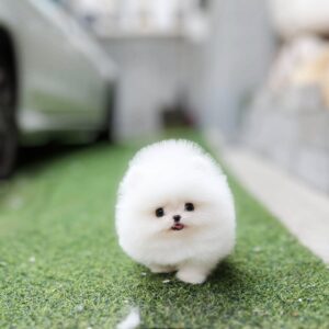 Ria - White Female Pomeranian 3 Months