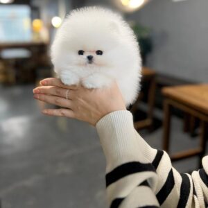 Roa - White Teacup Pomeranian Male