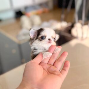 Robin - Mini Chihuahua Female