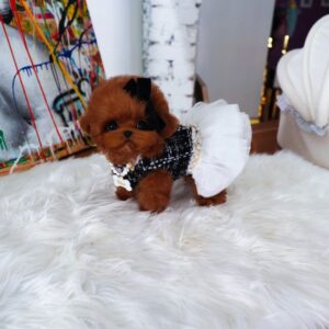 Rubbi - Teacup Poodle Female 4 Monthes Old