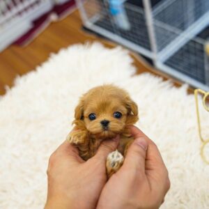 Stripe - Teacup Apricot Maltipoo Male