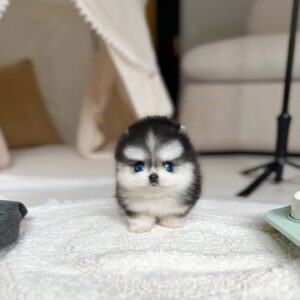 Titti - Tiny Female Pomsky