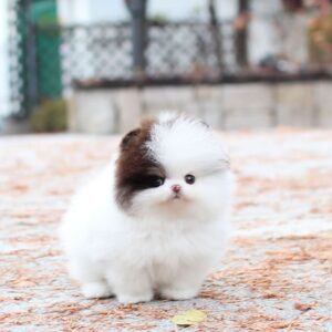 Zorro - Mini Pomeranian Male