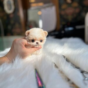 Billy - Super Tiny Maltipoo Male