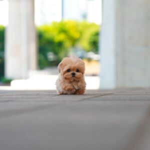 Love - Eye Catching Maltipoo Female