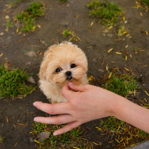 Love - Very Charming Maltipoo Male