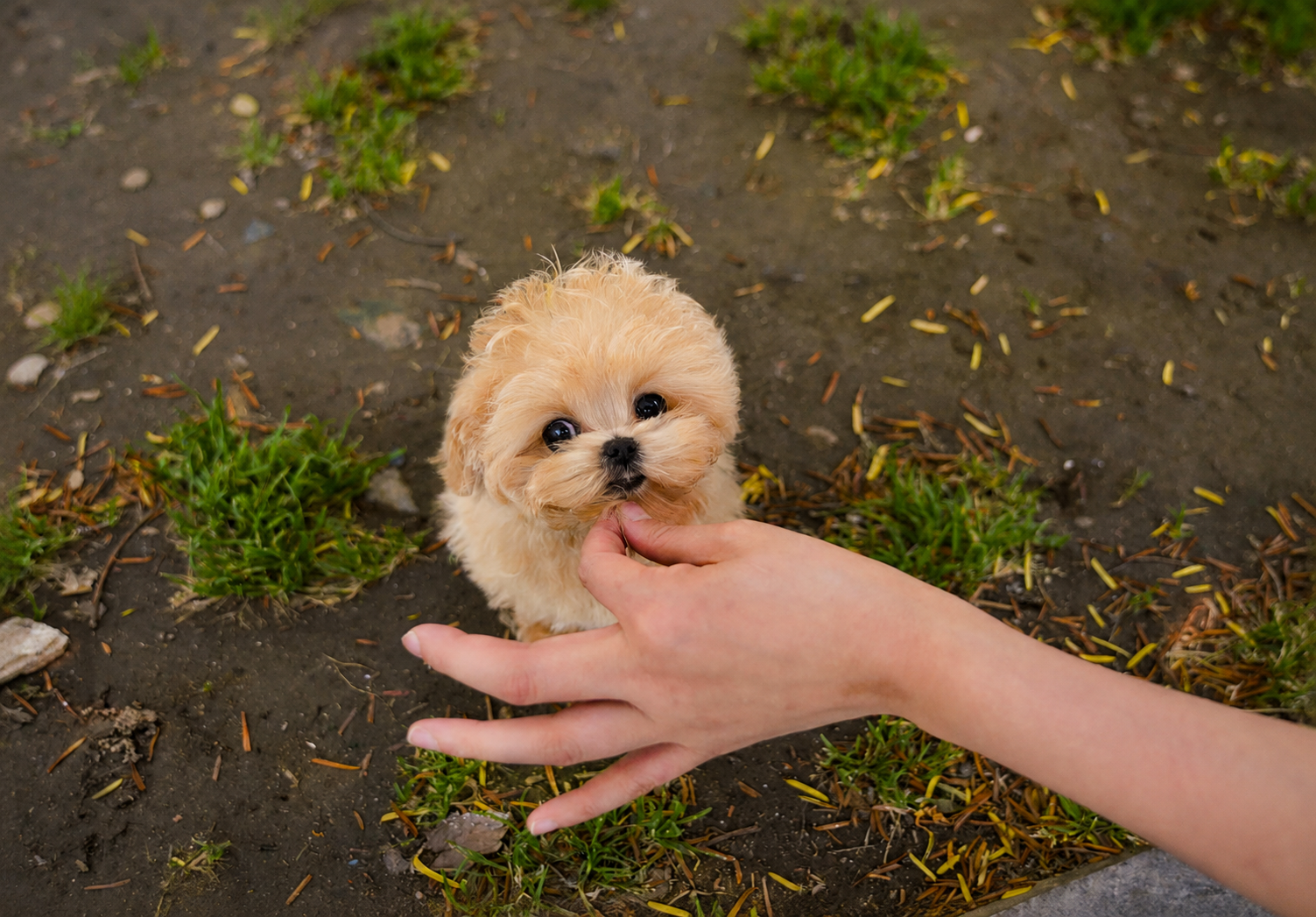 Love - Very Charming Maltipoo Male