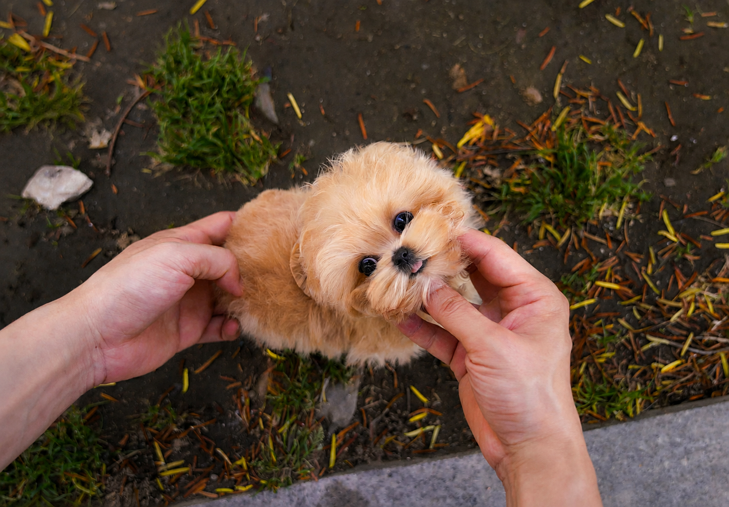 Very Charming Maltipoo Male - Image 2