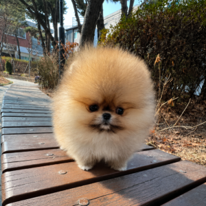 Mary - Party Type Pomeranian Female