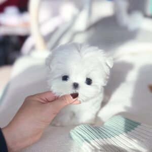 Miwoo - Super Tiny Maltese Female