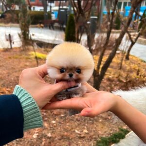 Punch - Super Cute Pomeranian Male