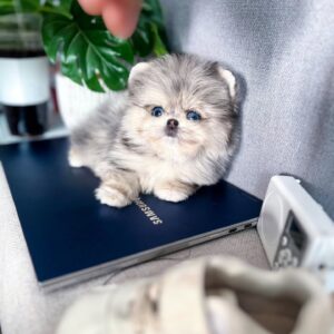 Riki - Very Tiny Male Pomsky