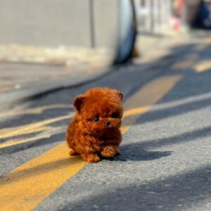 Rubi - Super Tiny Female Poodle