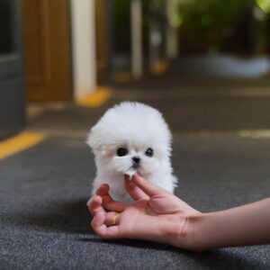 Tia - Extremely Small Maltese Female