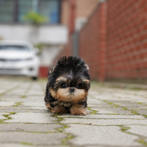 Tulip - Very Tiny Female Yorkie