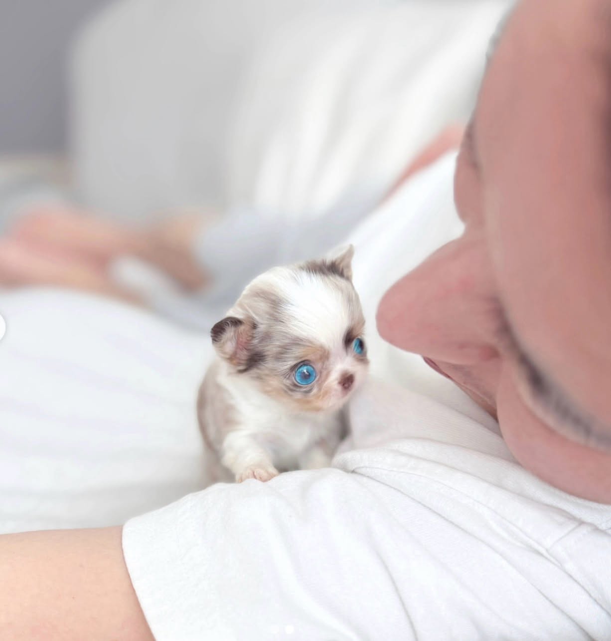 Teacup Blue Eye Chihuahua Male - Image 3