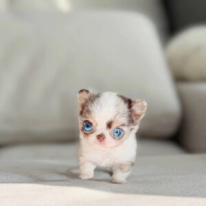 Art - Teacup Blue Eye Chihuahua Male