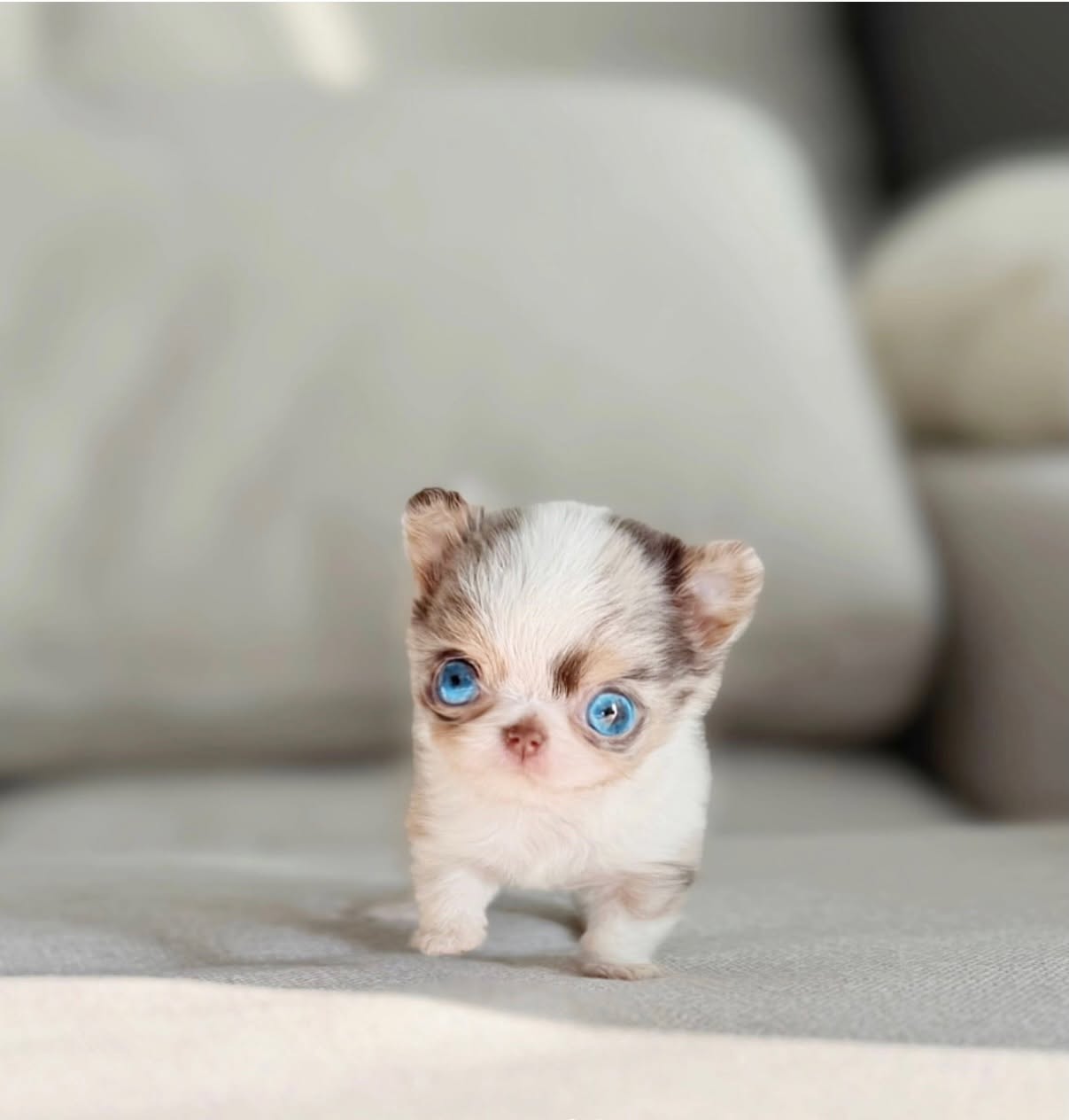 Art - Teacup Blue Eye Chihuahua Male
