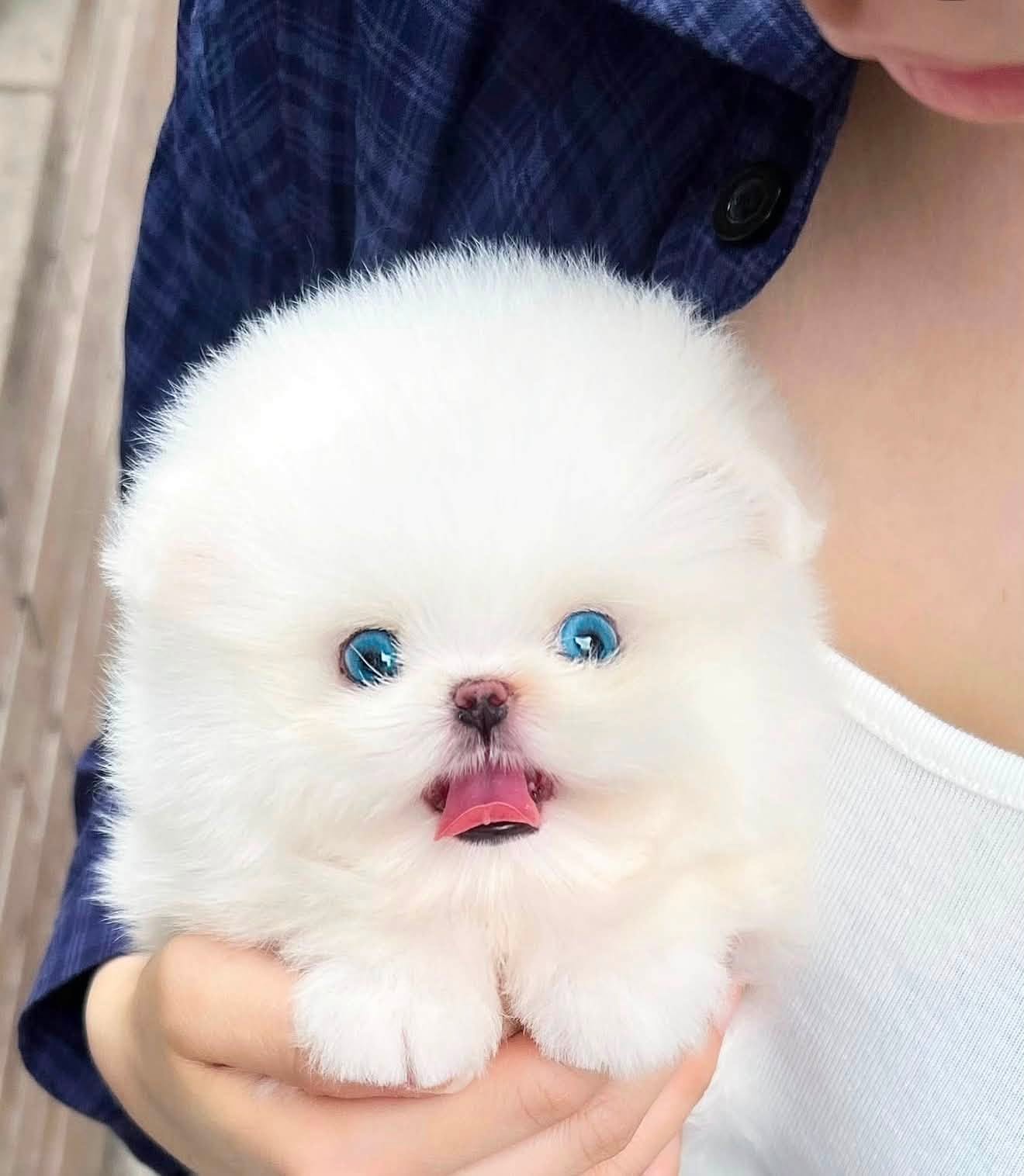 Bijou - Beutiful White Maltipom Female - Image 2