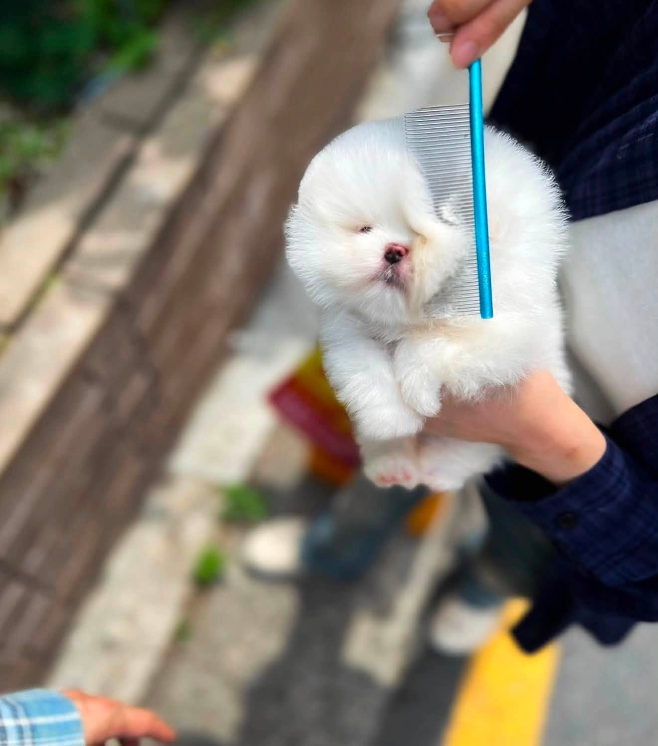Bijou - Beutiful White Maltipom Female