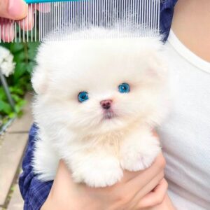 Bijou - Beutiful White Maltipom Female