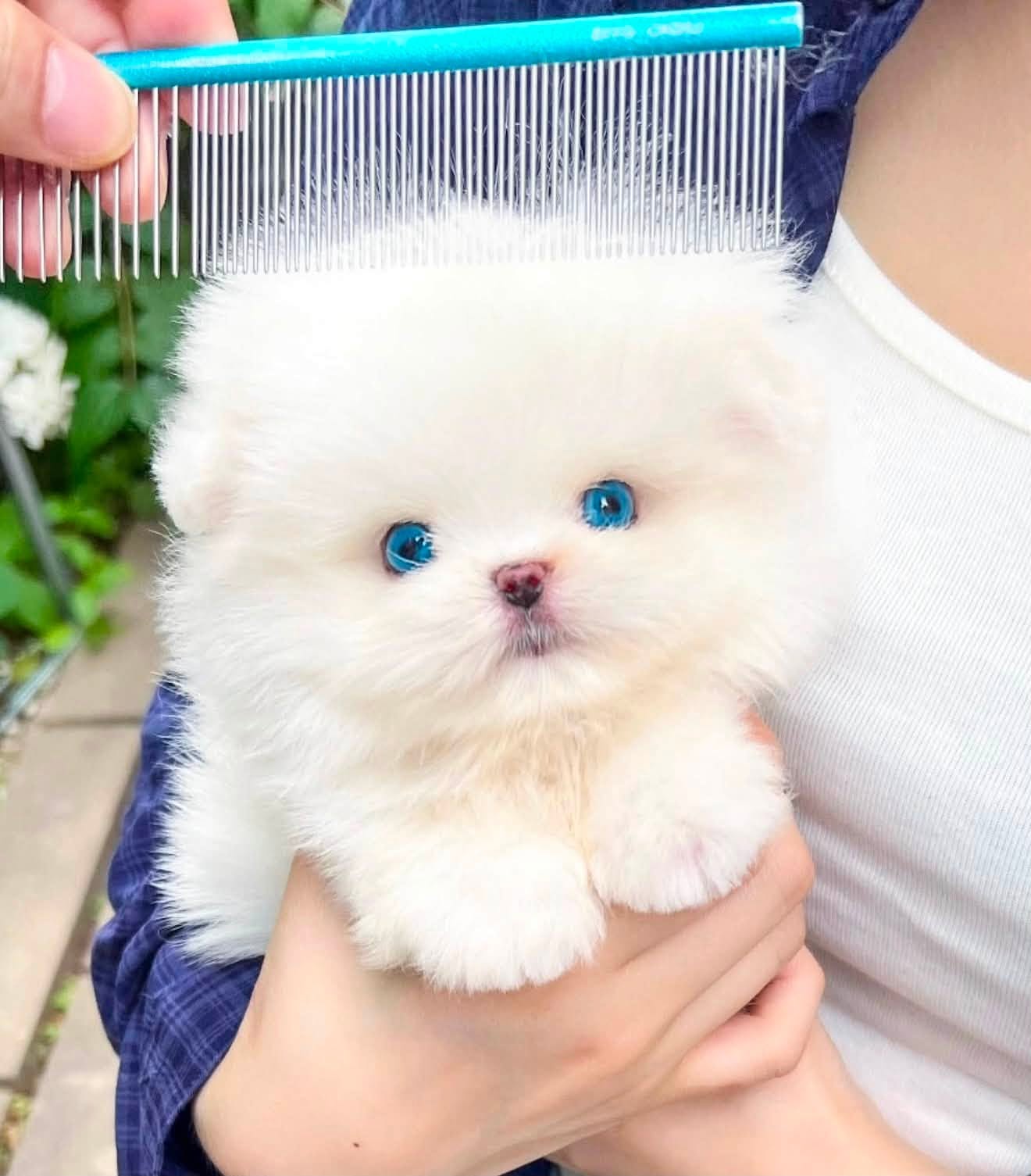 Bijou - Beutiful White Maltipom Female