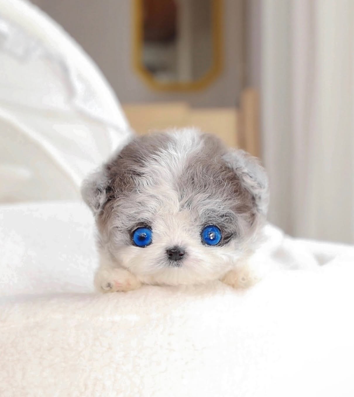 Jeje - BlueEye SilverWhitw Poodle Female