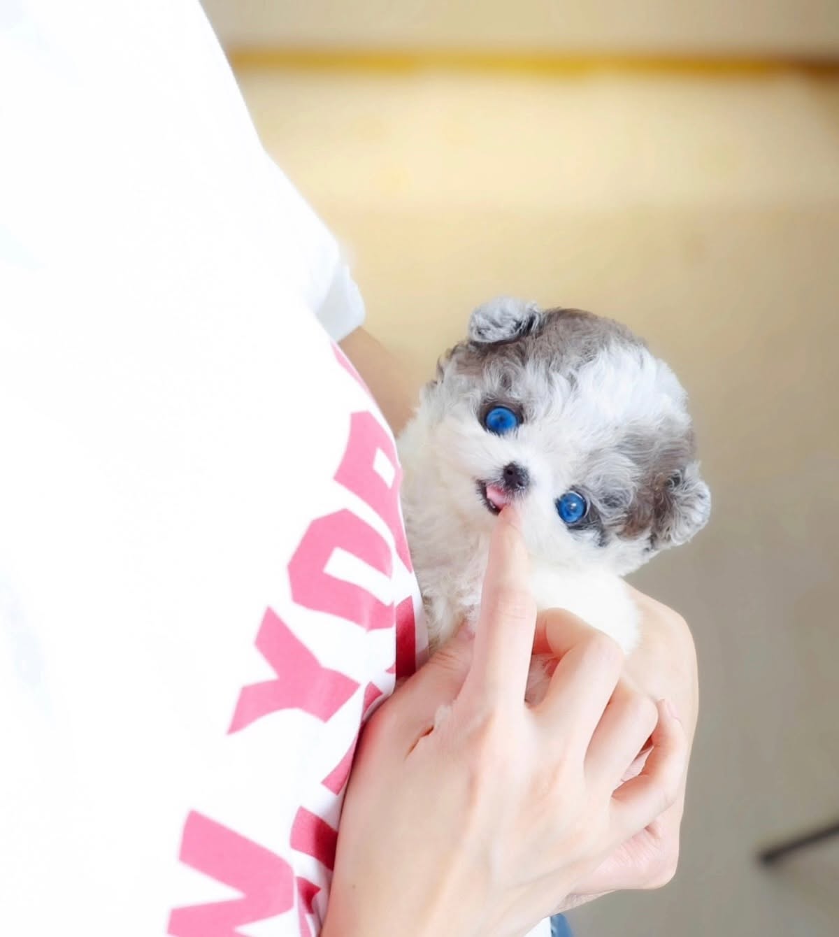 BlueEye SilverWhite Poodle Female - Image 2