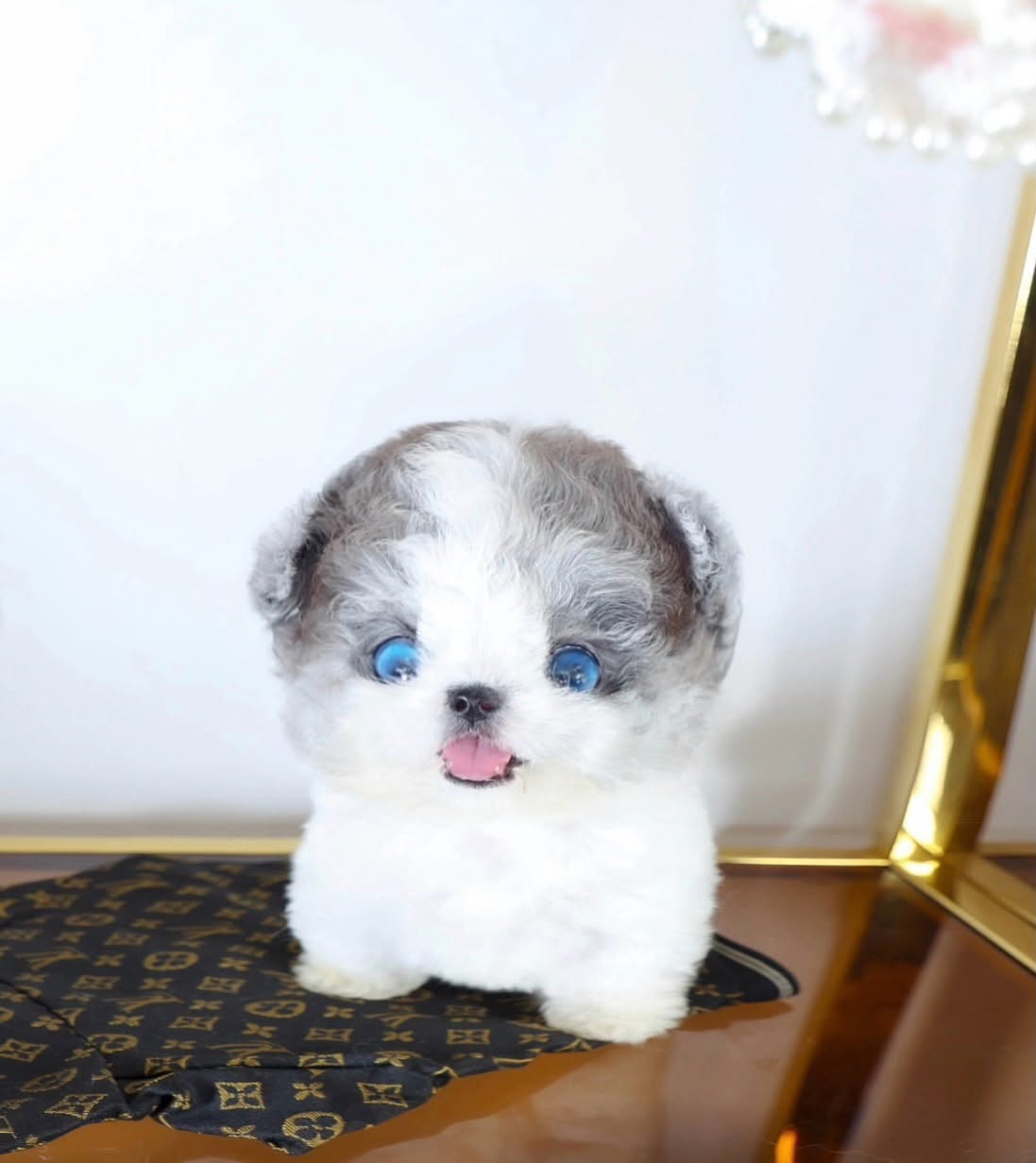 BlueEye SilverWhite Poodle Female - Image 3